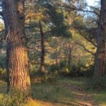 Πάτρα: Έκκληση για καθαρισμό του δάσους στην πρώην ΜΟΜΑ στον Ριγανόκαμπο