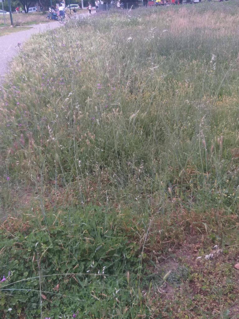 Πάτρα: Σε πλήρη υποβάθμιση πλατείες της πόλης - Κάτοικοι καταγγέλλουν ακαταστασία, φθορές και ελλιπή δημοτική μέριμνα ΦΩΤΟ