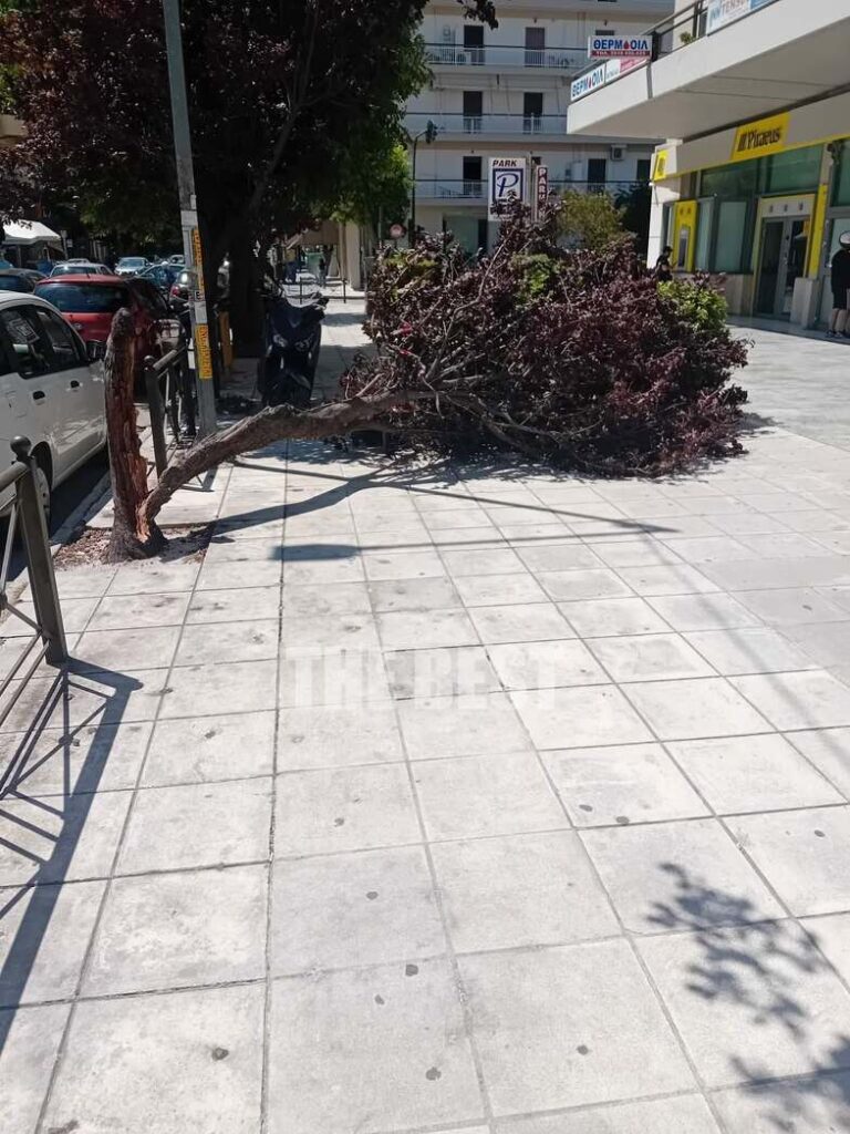 Πάτρα: «Σάρωσαν» οι ισχυροί άνεμοι - Κάδος έπεσε σε ΙΧ – Επικίνδυνη πτώση δέντρου ΦΩΤΟ 5 Πάτρα: «Σάρωσαν» οι ισχυροί άνεμοι - Κάδος έπεσε σε ΙΧ – Επικίνδυνη πτώση δέντρου ΦΩΤΟ