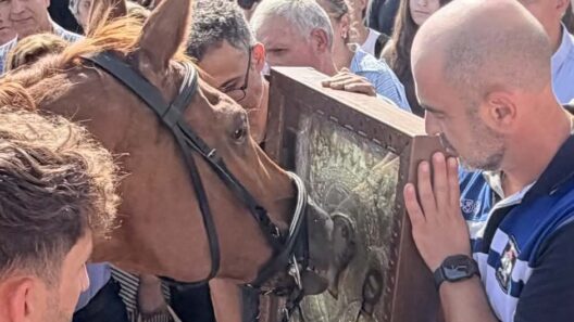 Καλάβρυτα: Τα άλογα προσκύνησαν και υποκλίθηκαν στην Παναγία - Ξεχωριστό περιστατικό προκάλεσε συγκίνηση και θαυμασμό ΦΩΤΟ