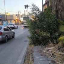 Πάτρα: Αδιαπέραστο πεζοδρόμιο από ΚΤΕΛ έως Μαρίνα για περιπατητές και ταξιδιώτες ΦΩΤΟ 2 Πεζοδρόμιο στην Πάτρα καλυμμένο από πυκνή βλάστηση και ξερά φύλλα,…