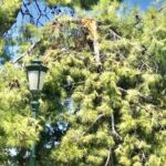 Πάτρα: Πτώση δέντρου στα Ψηλαλώνια και ο δήμος άφαντος ΦΩΤΟ