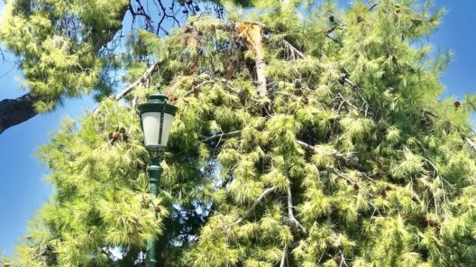 Πάτρα: Πτώση δέντρου στα Ψηλαλώνια και ο δήμος άφαντος ΦΩΤΟ