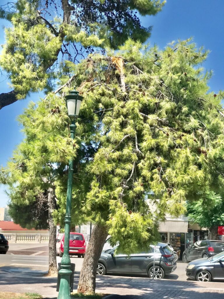 Πάτρα: Πτώση δέντρου στα Ψηλαλώνια και ο δήμος άφαντος ΦΩΤΟ