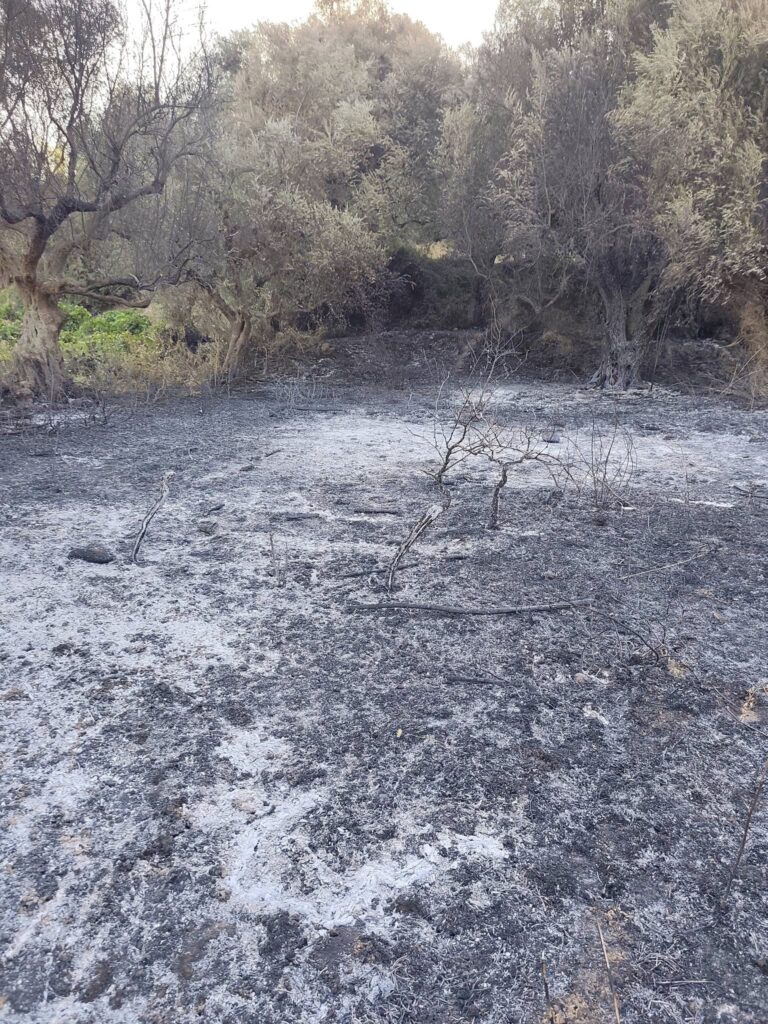 Αιγιάλεια: Στάχτη 7.000 στρέμματα - Κάηκαν δάση και καλλιέργειες - Χωρίς ενεργό μέτωπο - Αξιωματικός της ΠΥ στο Patrapress «Ήταν περίεργη φωτιά» - ΦΩΤΟΡΕΠΟΡΤΑΖ 17 Αιγιάλεια: Στάχτη 7.000 στρέμματα - Κάηκαν δάση και καλλιέργειες - Χωρίς ενεργό μέτωπο - Αξιωματικός της ΠΥ στο Patrapress «Ήταν περίεργη φωτιά» - ΦΩΤΟΡΕΠΟΡΤΑΖ