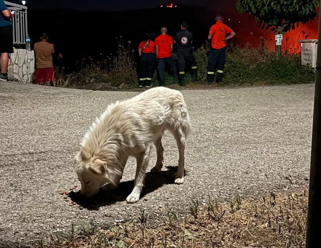 Ζήρια: Συγκινούν φορείς και πολίτες με την «φλόγα» αλληλεγγύης στις φωτιές ΦΩΤΟ