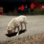 Ζήρια: Συγκινούν φορείς και πολίτες με την «φλόγα» αλληλεγγύης στις φωτιές ΦΩΤΟ