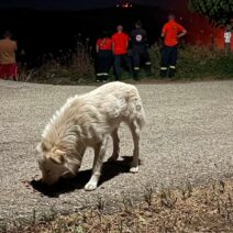 Ζήρια: Συγκινούν φορείς και πολίτες με την «φλόγα» αλληλεγγύης στις φωτιές ΦΩΤΟ 1 Ζήρια: Συγκινούν φορείς και πολίτες με την «φλόγα» αλληλεγγύης στις φωτιές ΦΩΤΟ