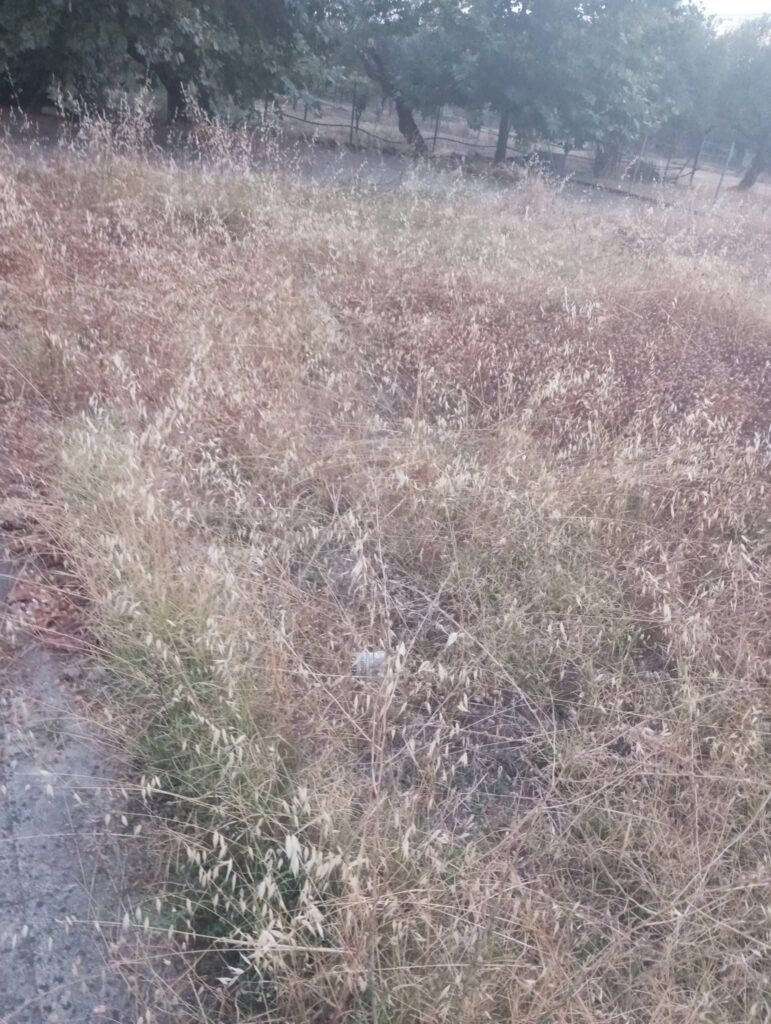 Παραλία: Ο δήμος δεν καθάρισε ούτε τα οικόπεδά του που χορταριάζουν επικίνδυνα εν μέσω αντιπυρικής περιόδου ΦΩΤΟ