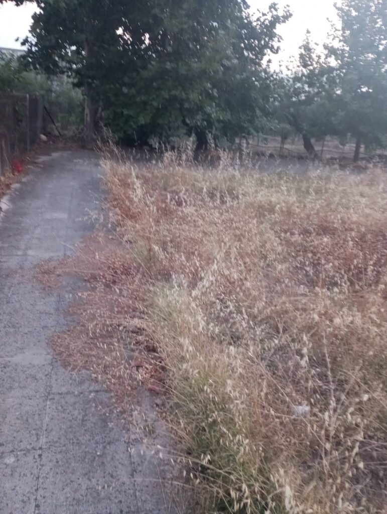 Παραλία: Ο δήμος δεν καθάρισε ούτε τα οικόπεδά του που χορταριάζουν επικίνδυνα εν μέσω αντιπυρικής περιόδου ΦΩΤΟ