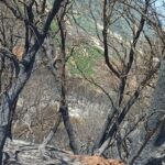Αρραβωνίτσα: «Kρανίου τόπος» μετά τον πύρινο εφιάλτη ΦΩΤΟ