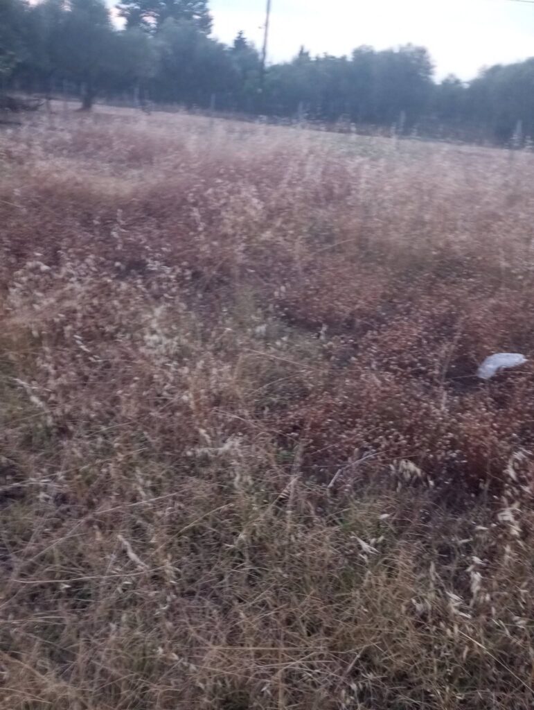 Παραλία: Ο δήμος δεν καθάρισε ούτε τα οικόπεδά του που χορταριάζουν επικίνδυνα εν μέσω αντιπυρικής περιόδου ΦΩΤΟ