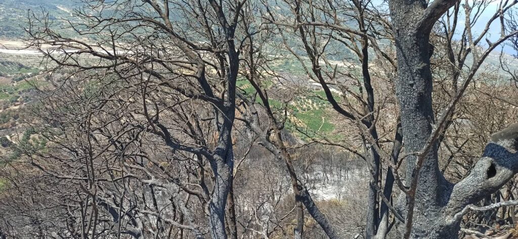 Αρραβωνίτσα: «Kρανίου τόπος» να σε πιάνει η ψυχή σου...» – Εικόνες οδύνης μετά τον εφιάλτη της πυρκαγιάς ΦΩΤΟ