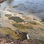 Πάτρα: Εισαγγελική έρευνα για βοθρολύματα σε τρεις θαλάσσιες περιοχές - Μετά από προσφυγή για τον κίνδυνο μόλυνσης ΦΩΤΟ