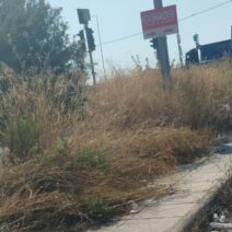 Πάτρα: «Ζούγκλα και βρωμιά» στη νότια είσοδο της πόλης ΦΩΤΟ 1 Πάτρα: «Ζούγκλα και βρωμιά» στη νότια είσοδο της πόλης ΦΩΤΟ