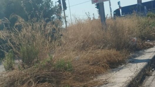 Πάτρα: «Ζούγκλα και βρωμιά» στη νότια είσοδο της πόλης ΦΩΤΟ 16 Πάτρα: «Ζούγκλα και βρωμιά» στη νότια είσοδο της πόλης ΦΩΤΟ