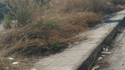 Πάτρα: Γλαύκου και Ακτή Δυμαίων – «Ζούγκλα» και δυσοσμία σε κοινή θέα ΦΩΤΟ