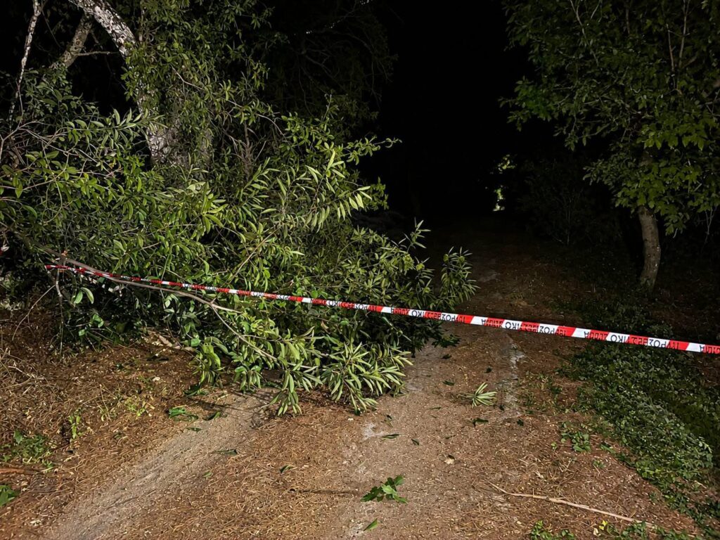 Καλάβρυτα: Πτώση μεγάλου κλαδιού πλατάνου σε δρόμο προκάλεσε κινητοποίηση Πυροσβεστικής και Δήμου ΦΩΤΟ