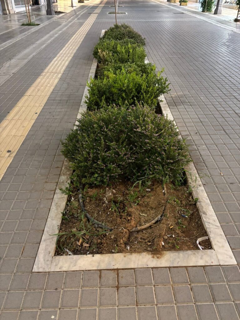 Πάτρα: Δέντρα και καλαθάκια τα προβλήματα στον πεζόδρομο της Μαιζώνος ΦΩΤΟ 8 Πάτρα: Δέντρα και καλαθάκια τα προβλήματα στον πεζόδρομο της Μαιζώνος ΦΩΤΟ