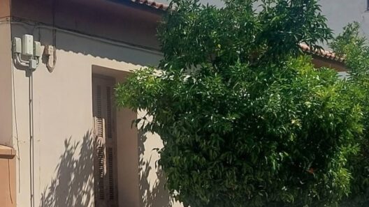 Αίγιο: Θέμα συζήτησης μια Νεραντζιά - «Το σκελετωμένο φάντασμα» που αιωρείται εδώ και καιρό ΦΩΤΟ