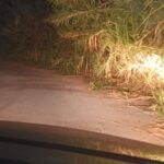 Κάτω Αχαΐα: Επικίνδυνότητα για τροχαία στη θέση «Κολοσάρα» με καλάμια στο οδόστρωμα ΦΩΤΟ