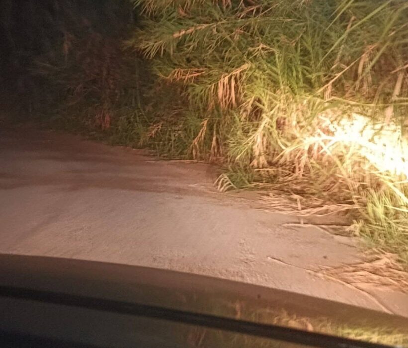 Κάτω Αχαΐα: Επικίνδυνότητα για τροχαία στη θέση «Κολοσάρα» με καλάμια στο οδόστρωμα ΦΩΤΟ 4 Κάτω Αχαΐα: Επικίνδυνότητα για τροχαία στη θέση «Κολοσάρα» με καλάμια στο οδόστρωμα ΦΩΤΟ