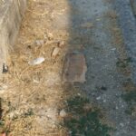 Ζαρουχλέικα: Πεζοδρόμια «ζούγκλα» με χόρτα και σκουπίδια ΦΩΤΟ