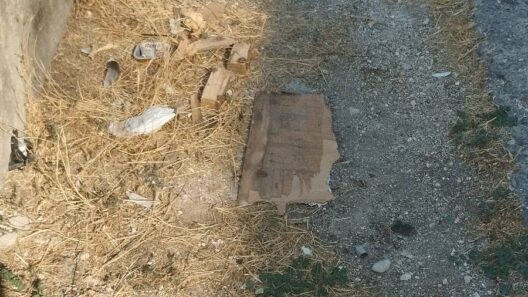 Ζαρουχλέικα: Πεζοδρόμια «ζούγκλα» με χόρτα και σκουπίδια ΦΩΤΟ 12 Ζαρουχλέικα: Πεζοδρόμια «ζούγκλα» με χόρτα και σκουπίδια ΦΩΤΟ