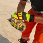 Πάτρα: Απεγκλωβισμός γάτας που είχε παγιδευτεί σε αυτοκίνητο από Εθελοντές Πυροσβέστες ΦΩΤΟ
