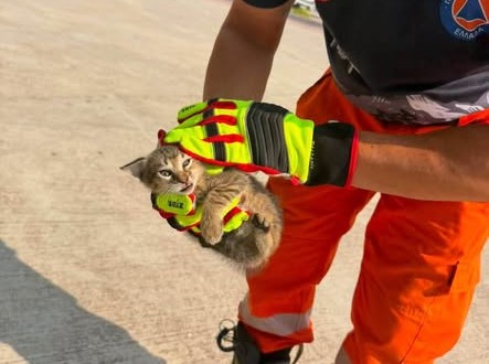 Πάτρα: Απεγκλωβισμός γάτας που είχε παγιδευτεί σε αυτοκίνητο από Εθελοντές Πυροσβέστες ΦΩΤΟ
