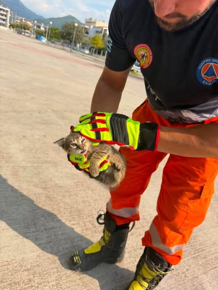 Πάτρα: Απεγκλωβισμός γάτας που είχε παγιδευτεί σε αυτοκίνητο από Εθελοντές Πυροσβέστες ΦΩΤΟ 7 Πάτρα: Απεγκλωβισμός γάτας που είχε παγιδευτεί σε αυτοκίνητο από Εθελοντές Πυροσβέστες ΦΩΤΟ
