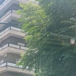 Πάτρα: Κρυμμένα τα φανάρια από βλάστηση «ξεγελούν» τους οδηγούς ΦΩΤΟ