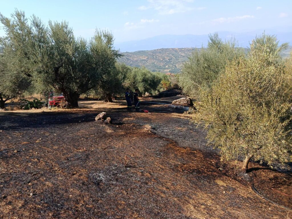 Δάφνες: Πυρκαγιά απείλησε καλλιέργειες αλλά επενέβησαν κάτοικοι και εθελοντές αποτελεσματικά ΦΩΤΟ