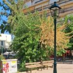 Πάτρα: Παρατημένη πάλι η πλατεία Αγίας Σοφίας με αποξηραμένα δέντρα ΦΩΤΟ