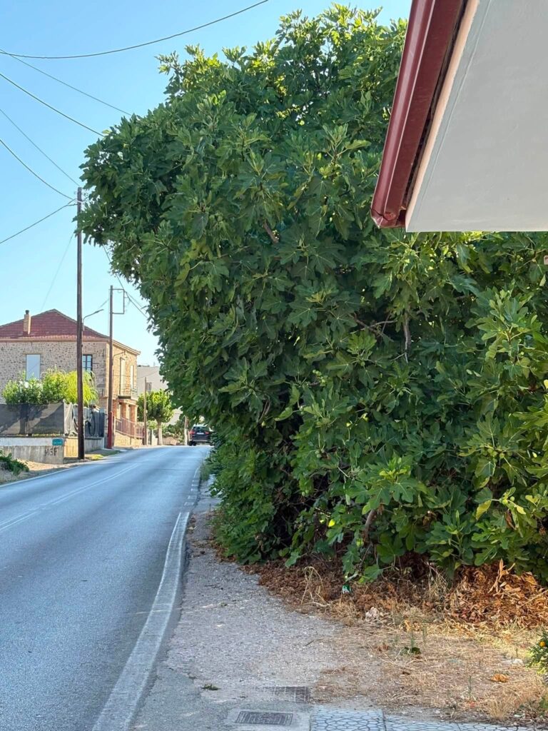 Μιντιλόγλι: Επικίνδυνη συκιά σε πεζοδρόμιο με φόβους για «θύματα» πεζούς ΦΩΤΟ