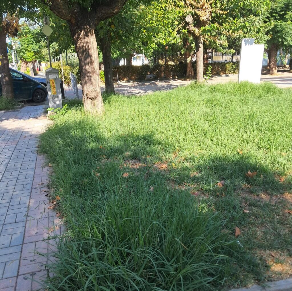Πάτρα: Η πλατεία Αγίας Σοφίας σε εικόνα εγκατάλειψης – Χόρτα, σκουπίδια και αδιαφορία ΦΩΤΟ