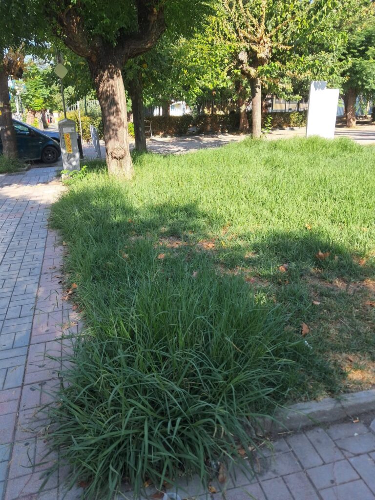 Πάτρα: Παρατημένη πάλι η πλατεία Αγίας Σοφίας με αποξηραμένα δέντρα ΦΩΤΟ 6 Πάτρα: Παρατημένη πάλι η πλατεία Αγίας Σοφίας με αποξηραμένα δέντρα ΦΩΤΟ