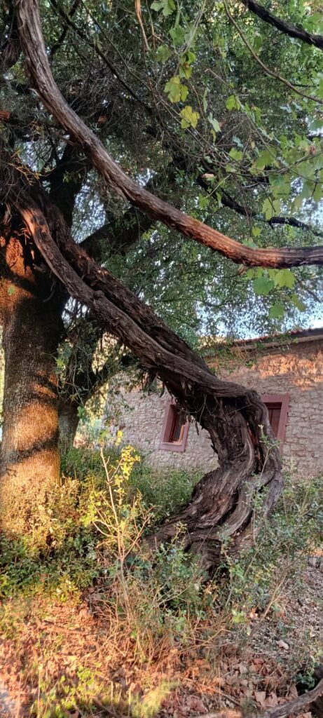 Καλάβρυτα: Συναγερμός για το ιστορικό «Κλήμα του Παυσανία» - Αργοπεθαίνει το «μνημείο της φύσης» στο Παγκράτι ΦΩΤΟ 9 Καλάβρυτα: Συναγερμός για το ιστορικό «Κλήμα του Παυσανία» - Αργοπεθαίνει το «μνημείο της φύσης» στο Παγκράτι ΦΩΤΟ