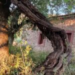 Καλάβρυτα: Συναγερμός για το ιστορικό «Κλήμα του Παυσανία» στο Παγκράτι ΦΩΤΟ