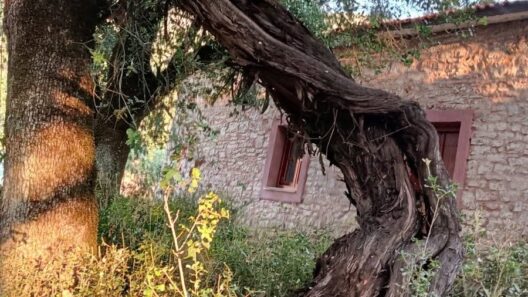 Καλάβρυτα: Συναγερμός για το ιστορικό «Κλήμα του Παυσανία» - Αργοπεθαίνει το «μνημείο της φύσης» στο Παγκράτι ΦΩΤΟ 12 Καλάβρυτα: Συναγερμός για το ιστορικό «Κλήμα του Παυσανία» - Αργοπεθαίνει το «μνημείο της φύσης» στο Παγκράτι ΦΩΤΟ