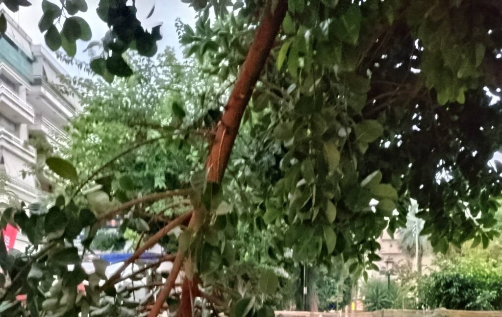 Πάτρα: Πάλι σκηνικό εγκατάλειψης με πτώση δέντρου στην Πλατεία Όλγας ΦΩΤΟ