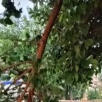 Πάτρα: Πάλι σκηνικό εγκατάλειψης με πτώση δέντρου στην Πλατεία Όλγας ΦΩΤΟ