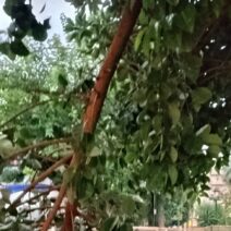 Πάτρα: Πάλι σκηνικό εγκατάλειψης με πτώση δέντρου στην Πλατεία Όλγας ΦΩΤΟ