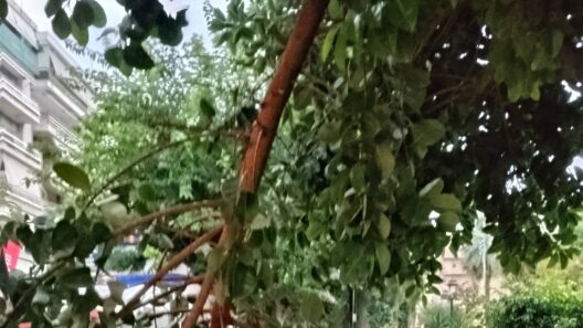 Πάτρα: Πάλι σκηνικό εγκατάλειψης με πτώση δέντρου στην Πλατεία Όλγας ΦΩΤΟ