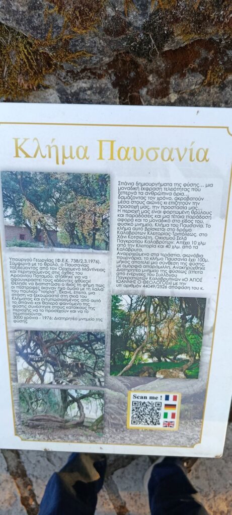 Καλάβρυτα: Συναγερμός για το ιστορικό «Κλήμα του Παυσανία» - Αργοπεθαίνει το «μνημείο της φύσης» στο Παγκράτι ΦΩΤΟ 5 Καλάβρυτα: Συναγερμός για το ιστορικό «Κλήμα του Παυσανία» - Αργοπεθαίνει το «μνημείο της φύσης» στο Παγκράτι ΦΩΤΟ