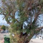 Αίγιο: Έκκληση για διάσωση δέντρου 100 χρόνων στην παραλία ΦΩΤΟ