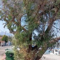 Αίγιο: Έκκληση για διάσωση δέντρου 100 χρόνων στο παραλιακό μέτωπο ΦΩΤΟ
