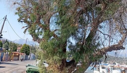 Αίγιο: Έκκληση για διάσωση δέντρου 100 χρόνων στο παραλιακό μέτωπο ΦΩΤΟ