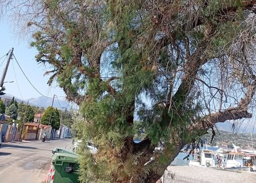 Αίγιο: Έκκληση για διάσωση δέντρου 100 χρόνων στο παραλιακό μέτωπο ΦΩΤΟ