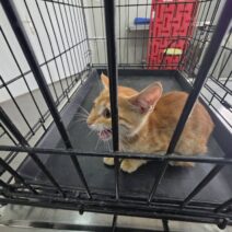 Κάτω Αχαΐα: Έστησαν επιχείρηση διάσωσης για ένα γατάκι - Από υπόγειο βάθους 6 μέτρων ΦΩΤΟ
